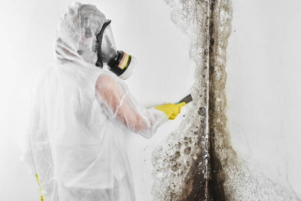 Best Post-Flood Mold Remediation in USA